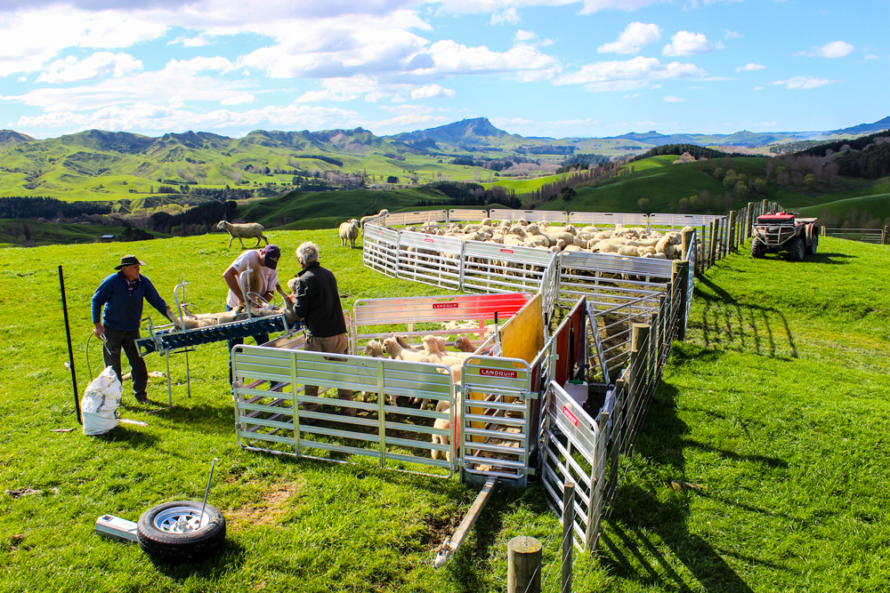 Portayards perfect for lambing season